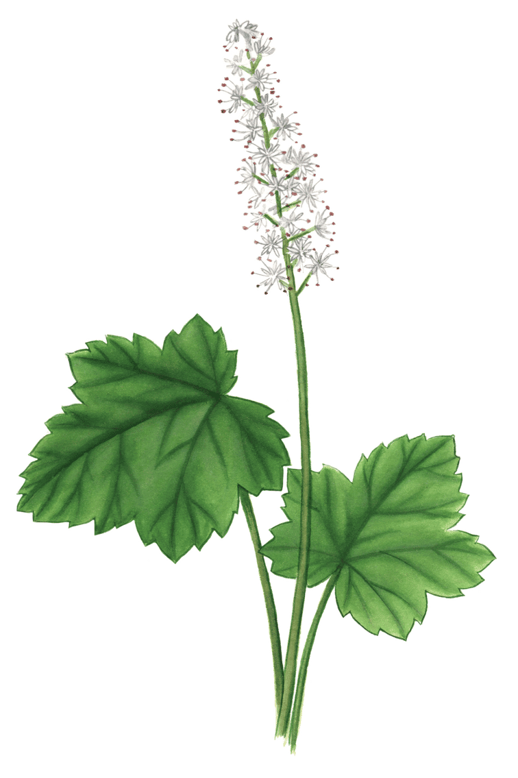 Foam Flower - Maine Native Plants